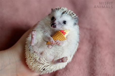 Hedgehog Care: How To Care For & Keep Hedgehogs