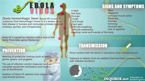 All about Ebola Virus: Symptoms, Treatment, and Prevention - WorthvieW