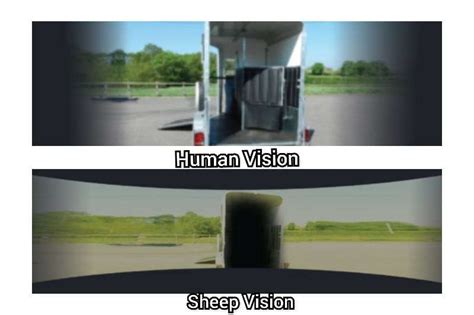 Can Sheep see in the Dark? Sheep Night Vision Explained (2023)