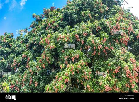 Lychee Tree Leaves