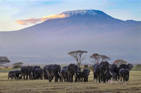 Amboseli National Park - Bisakhadatta Photography - Nature and Wildlife Photography Free Online ...