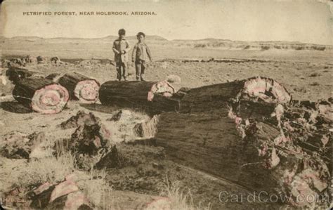 The Petrified Forest Holbrook, AZ Postcard