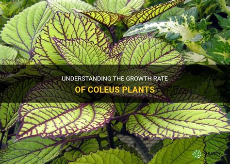 Understanding The Growth Rate Of Coleus Plants | ShunCy