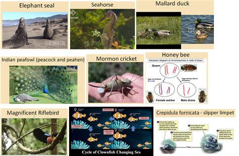 Lesson Plan: Animal Patterns of Reproduction — Gender-Inclusive Biology