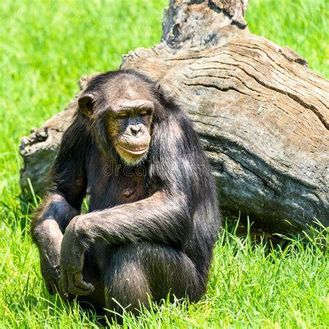 African Chimpanzee Portrait Stock Image - Image of intelligent, bonobo: 79941485