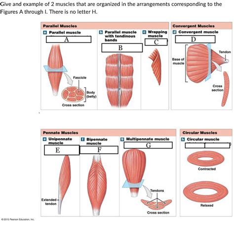 Solved Give and example of 2 muscles that are organized in | Chegg.com