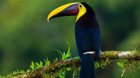 wallpaper toucan, bird, exotic, branch, beak, color HD : Widescreen : High Definition : Fullscreen