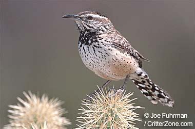 Arizona State Bird | Cactus Wren