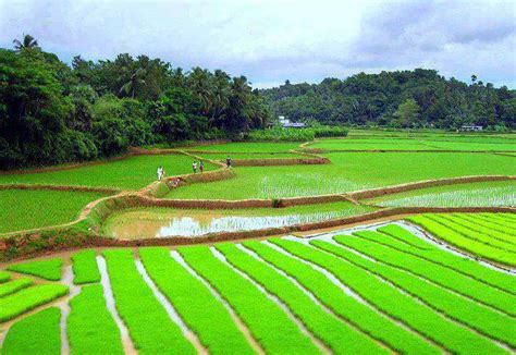 Its All About Desi Nagar: Green Fields of Sialkot, Punjab, Pakistan