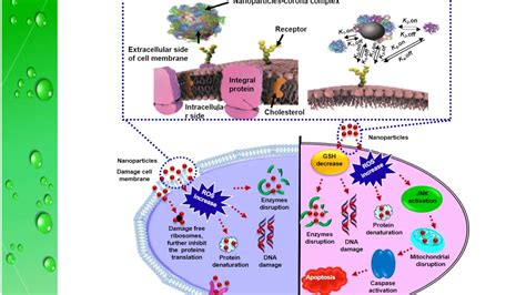 Biological synthesis of nanoparticles and their medical applications - YouTube