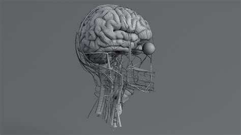 Human Head Anatomy 3D Model $99 - .fbx .ma .max .obj - Free3D