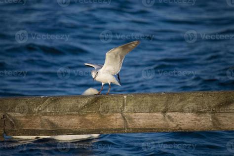 seagull bird white 22894133 Stock Photo at Vecteezy