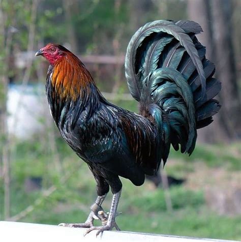 Imagenes De Gallos De Pelea Para Celular Gratis | Game fowl, Chicken breeds, Chickens backyard