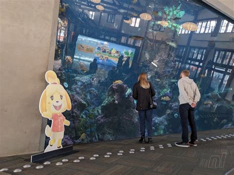 A Look Inside Seattle's Real-Life Animal Crossing Aquarium | Nintendo Life