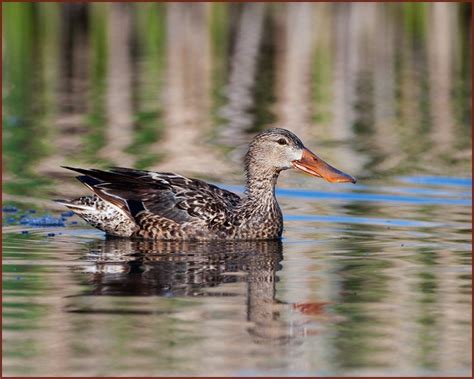 Northern Shoveler 2600 x 2100 ppi