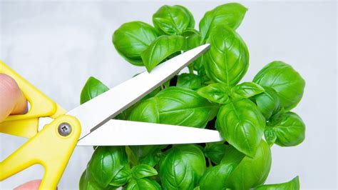 Why Pruning Your Basil Plant Is Key To Maximum Yield