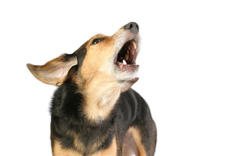 Teaching Your Dog to Stop Barking on Command | VCA Animal Hospital