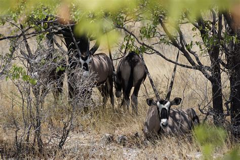 Petra Hekkenberg, photography Namibia wildlife