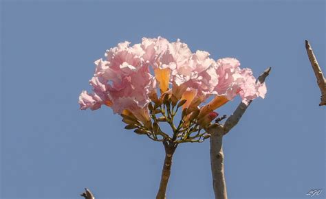 Tabebuia rosea - Arboretum