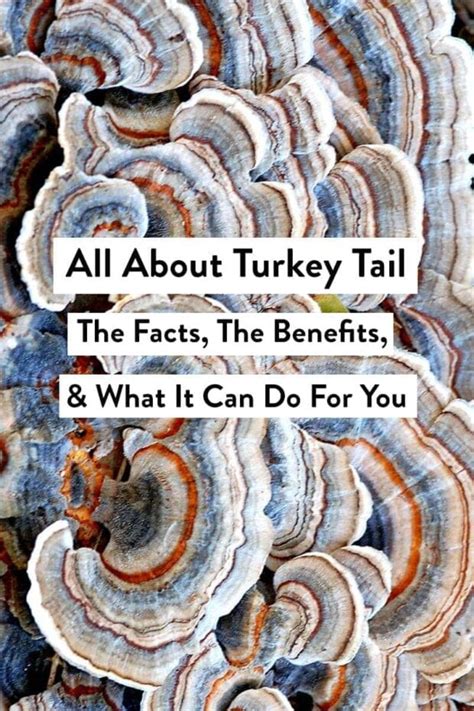 All About Turkey Tail & Its Benefits - 40 Aprons