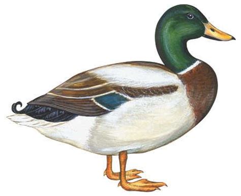 Mallard Duck Pencil Drawing at GetDrawings | Free download