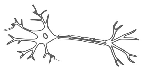 Free Neuron Cliparts, Download Free Neuron Cliparts png images, Free ...