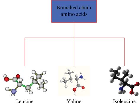 Classification of branched chain amino acids. | Download Scientific Diagram