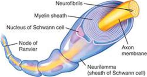 Myelin sheath | definition of myelin sheath by Medical dictionary