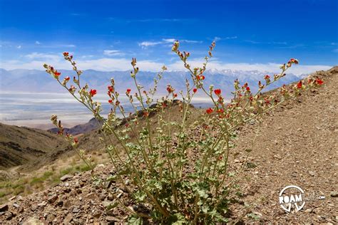 Cerro Gordo: California's Silver Mining Ghost Town | Roamlab