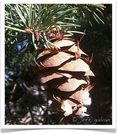 douglas fir cone | Boulder Tree Care - Pruning & Tree Removal Services