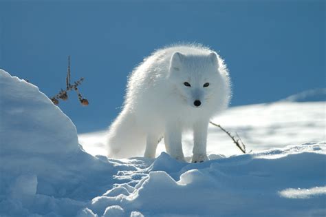 Arctic Fox in Winter Wonderland - HD Wallpaper