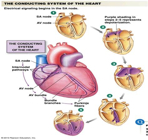 Chapter 14 - Cardiovascular Physiology - StudyBlue