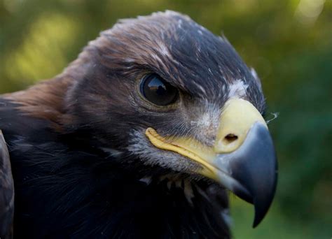 Alasdair Turner Photography: Golden Eagle Nest Work