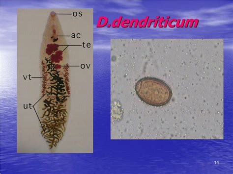 PPT - Dicrocoelium dendriticum PowerPoint Presentation, free download - ID:667706