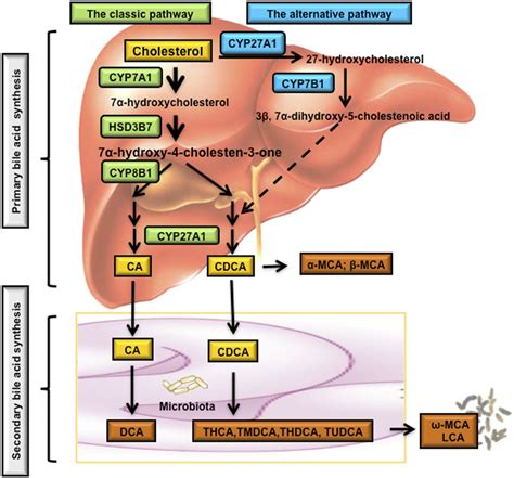 Bile Acid Signaling in Metabolic Disease and Drug Therapy ...