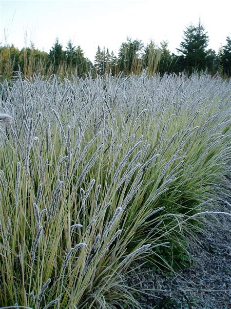 Lovegrass Farm: Fall frosts on Ornamental Grass at Lovegrass Farm