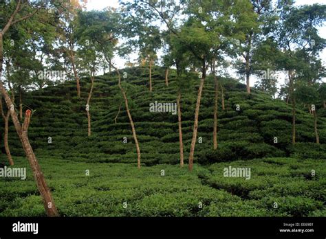 Tea garden sylhet Bangladesh Stock Photo - Alamy