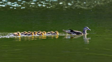 Posts tagged with Duck - Bing WallPaper