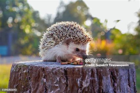 10,672 Hedgehog Stock Photos, High-Res Pictures, and Images - Getty Images