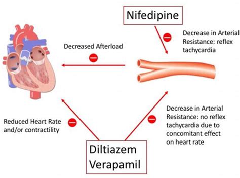 Calcium Channel Blockers | IntechOpen