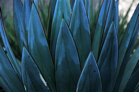 Blue Painted Succulent Background Free Stock Photo - Public Domain Pictures