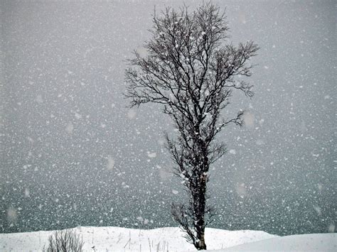 Picture of snow falling and a lonely tree in Northern Norway – Photos from Northern Norway: A ...