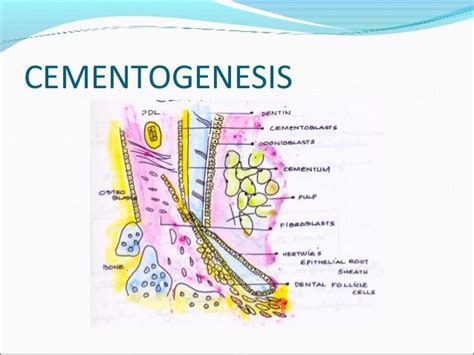 Cementum