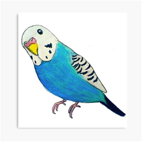 Parakeet Drawing Sticker by parakeetart in 2021 | Parakeet art, Bird ...