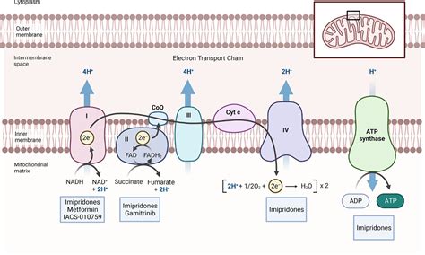 Targeting cellular respiration as a therapeutic strategy in glioblastoma