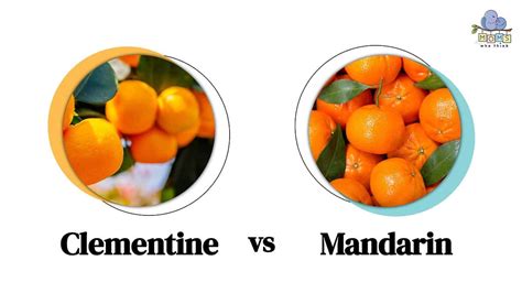 Tangerines vs. Mandarins: The Sweet Showdown of Similarities and ...