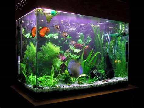 Livebearing Fish Use in Tanks - Fish Care