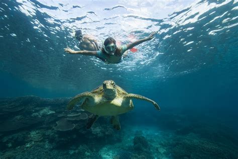 Gallery - Lady Elliot Island Eco Resort Great Barrier Reef