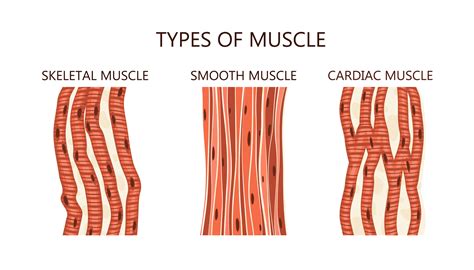 Slow Twitch Muscle Fibers - How They Can Help You | Gym Junkies