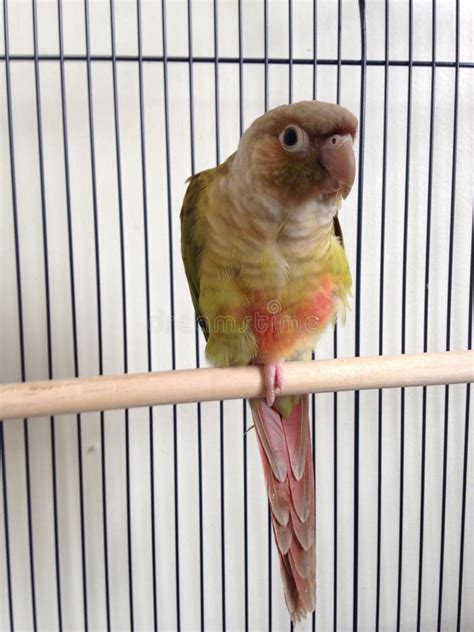 A Baby Green-Cheeked Parakeet. Stock Photo - Image of small, tailed: 61431262